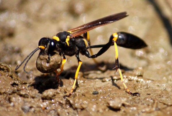 a close-up photo of black mud dauber with yellow markings loading up with a glob of mud to build its nest