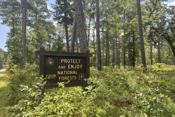 Feds reviewing best way to conserve East Texas forests