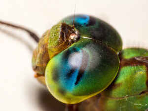 A close-up photo of the large blue and green eyes of a dragonfly.
