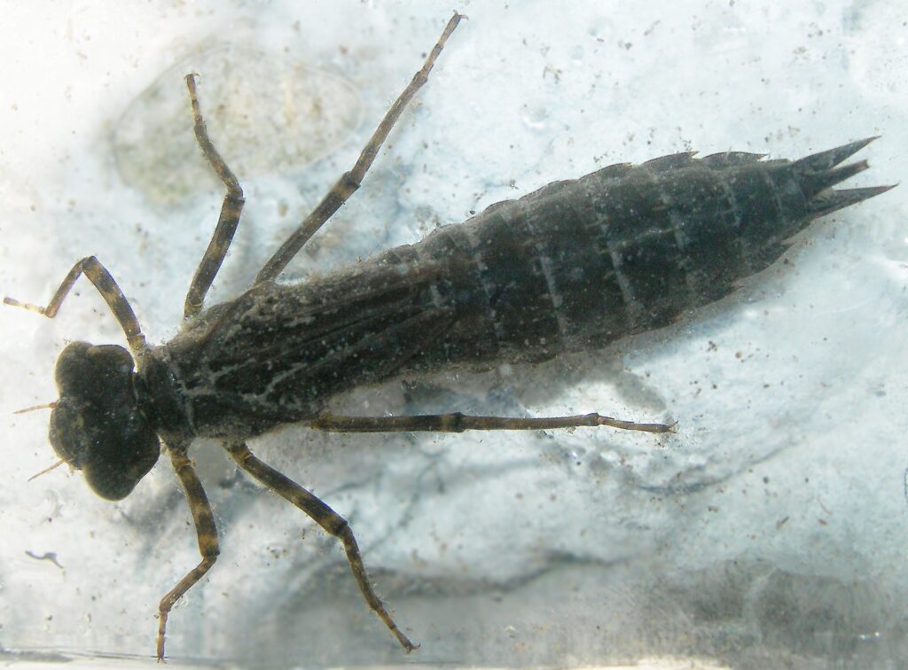 A photo of an grey brown underwater insect.
