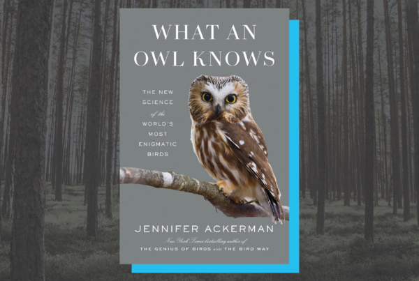 New book gives bird’s-eye view of the secrets and lore surrounding owls
