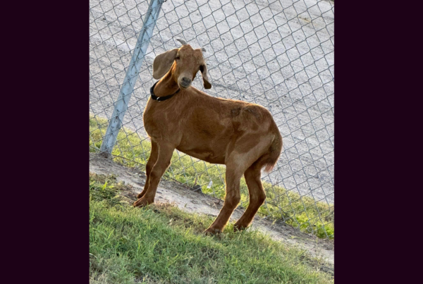A goat is missing in the Rio Grande Valley. Local businesses have offered up huge rewards.