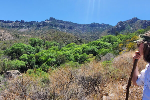 Texas oak tree thought to be extinct discovered in Big Bend National Park