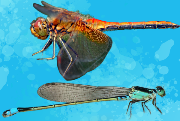 A photo of a large orange dragonfly and a thinner light blue damselfly on a Texas Standard blue background with illustrated water stains.