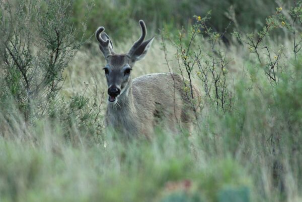 ‘Angst and frustration’: Emergency rules on chronic wasting disease frustrate Texas deer breeders