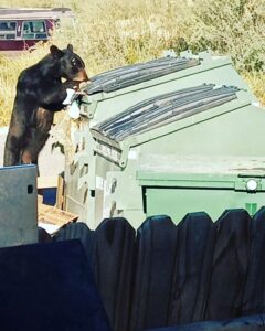 Bears are drawn to sources of food and have been found to raid game feeders and dumpsters, in particular.