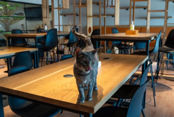 Dallas gets its first cat café. Here’s a look