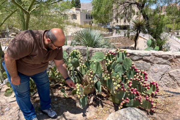 How the prickly pear cactus inspired a scientist seeking alternatives to fossil fuels