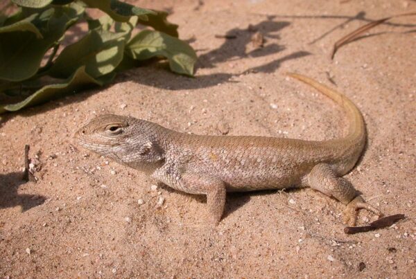 West Texas lizard could get federal protections – but oil & gas advocates are worried