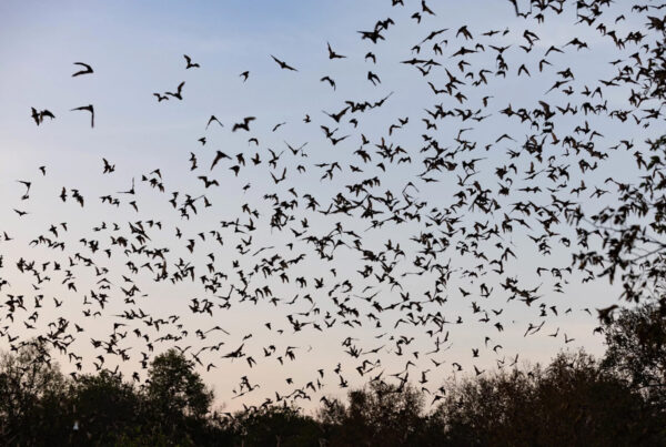 It’s peak bat season at the world’s largest bat colony, right in the Texas Hill Country