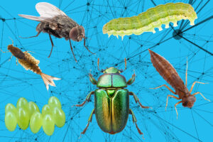 A collage of different insects in different stages of life on a blue background.