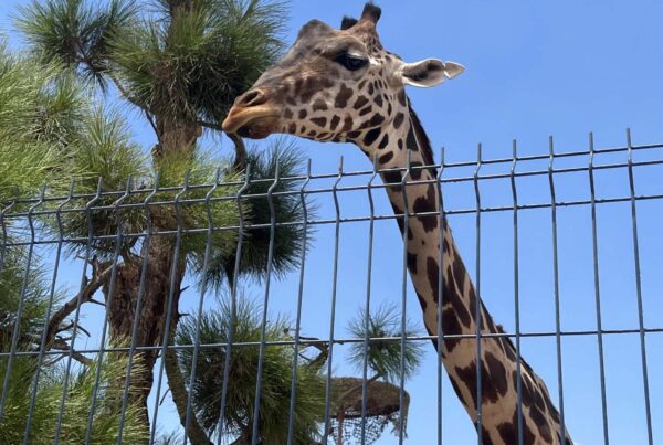 Animal rights groups want Benito the giraffe moved from a park in the border city Juárez