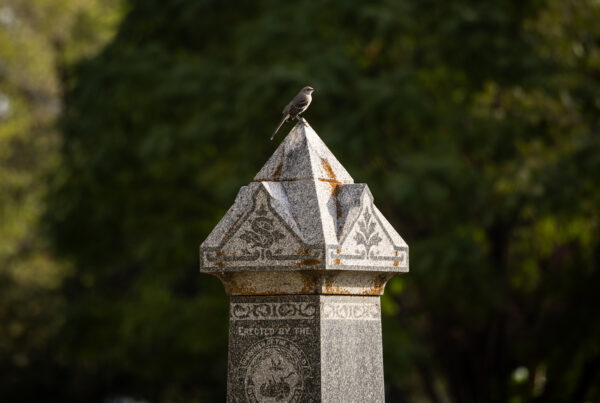 ‘Cemetery Birding’ highlights why hobbyists are flocking to cemeteries across Texas