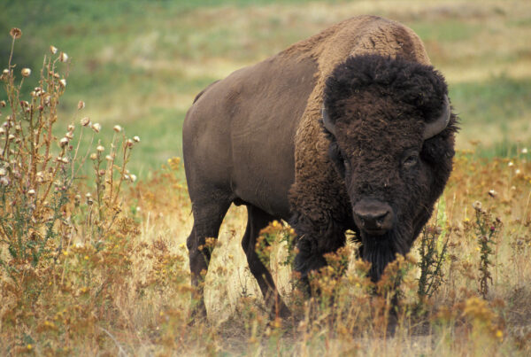 A large American Buffalo bull stands alone in a field of knee-high native grass.