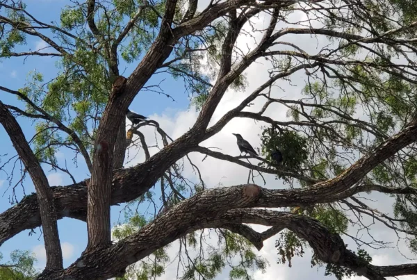 They come knocking: A group of crows has visited the same East Austin library for years