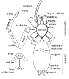 A black and white description of a spider anatomy showing the spinneret at the bottom of the abdomen.