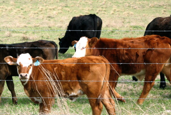 Spring calves in Refugio County, Texas