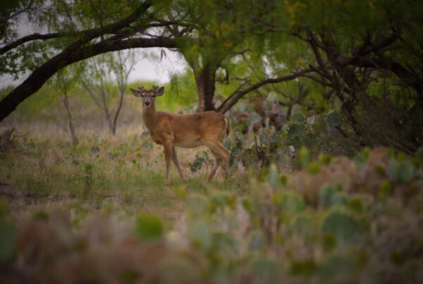 A white-tailed deer among cacti and trees