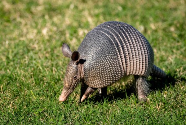 A close-up an armadillo outside in grass