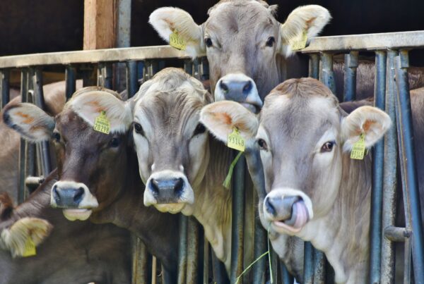 Four cows look up with their head in between the metal bars separating them from a feeding trough. Their ears are tagged.
