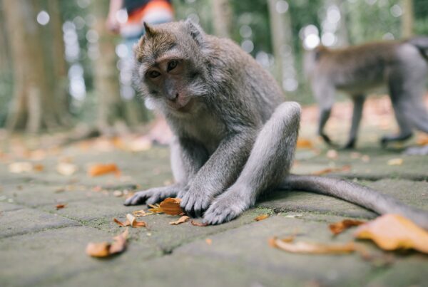 A macaque monkey sitting on the ground holding a dry leaf