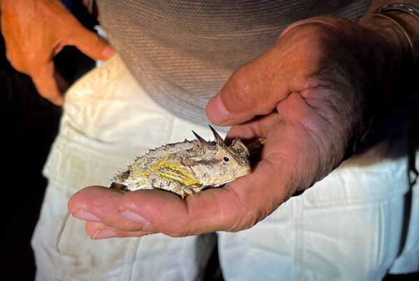 Texas rancher creates sanctuary for threatened horned lizards