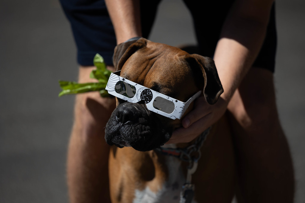 A dog wearing eclipse glasses