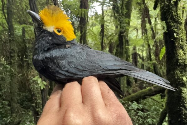 UTEP scientists capture first known photographs of tropical bird long thought lost
