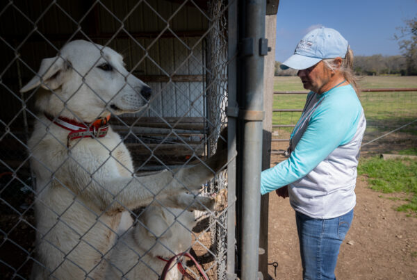 Labor shortage on Texas livestock farms? Some ranchers are turning to dogs for help