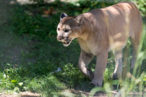 A mountain lion is pictured outdoors walking through grass