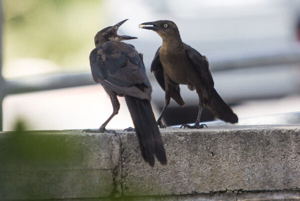 Two grackles appear to argue over the seed one is holding in its mouth.