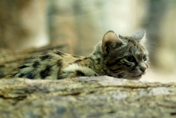 As the black-footed cat population declines, conservationists look to Texas for the answer