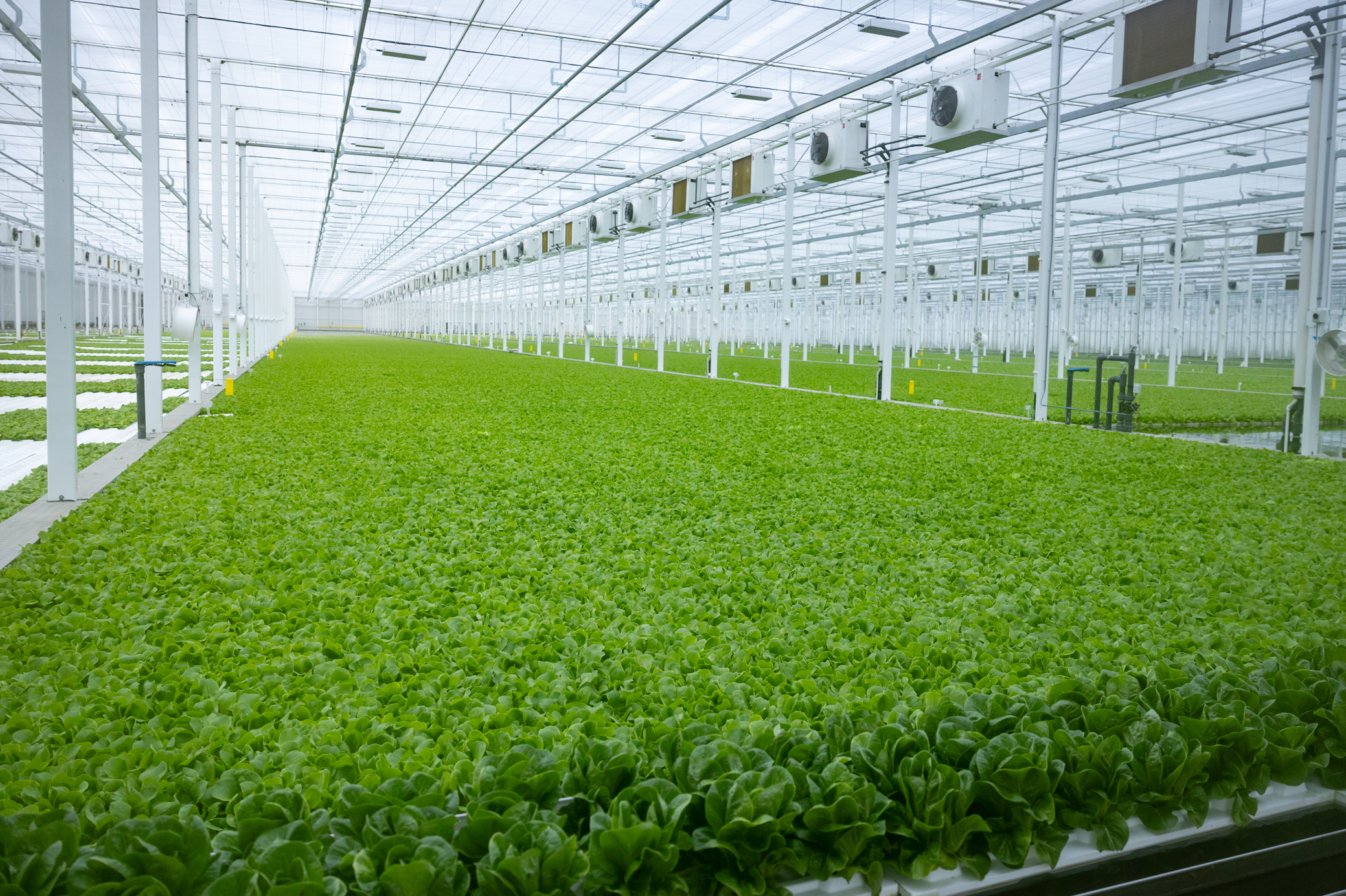 The inside of a large, warehouse-sized greenhouse is seen. Large grows of green lettuce stretches from the foreground of the image far into the back, contrasting with the white ceiling and poles that line the rows.
