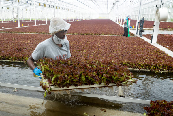 A greenhouse worker holds a pallet a tray of red lettuce. He's about waist deep in the pond that the lettuce grows in, with large rows of the lettuce seen behind him.