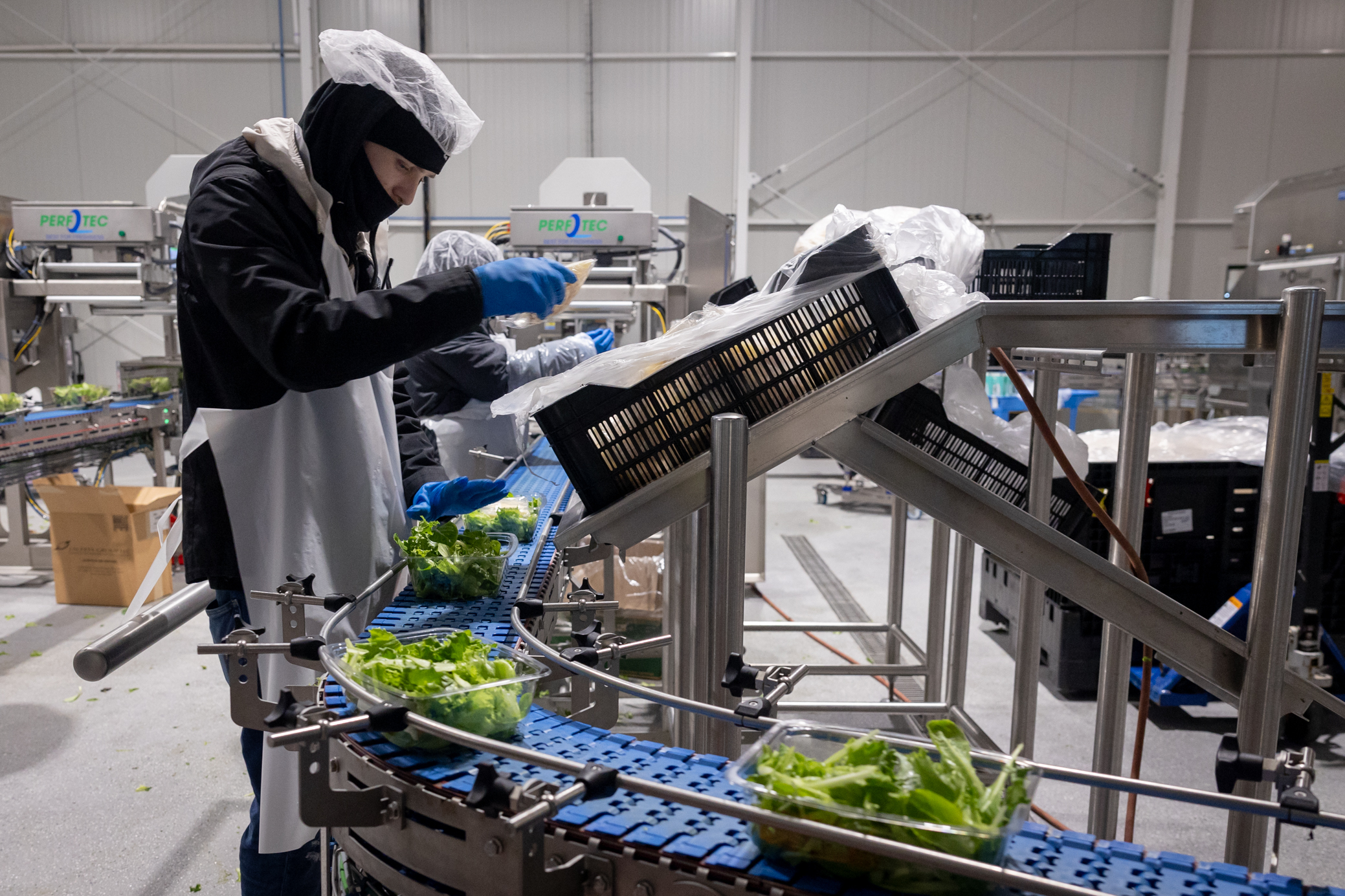 A worker wearing hair nets, face coverings and gloves handles salad kits as trays of lettuce pass in front of him on a conveyor belt.