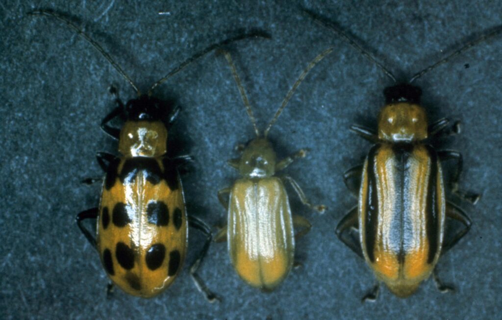 A close-up photo of three insects. The one on the far left looks like an elongated lady bug with a more yellow than red tint to it.