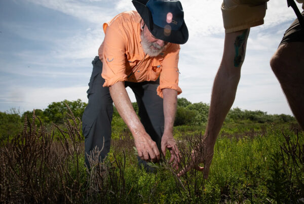 Mangroves, expanding with the warming climate, are re-shaping the Texas coast