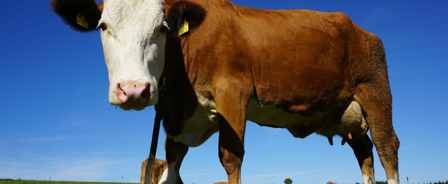 A brown dairy cow standing in a pasture