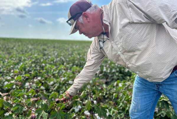 Texas cotton is struggling to keep up with economic pressures, but new funding might help