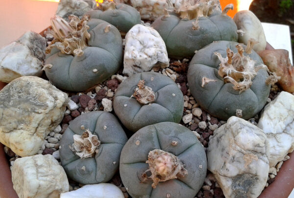Native American Church faces declining peyote supply in Texas