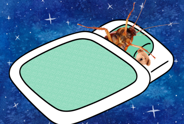 Bugs are known to get snug in a rug. But do they actually sleep?