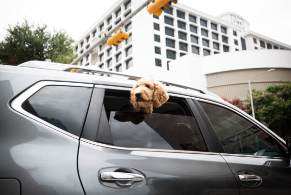A dog looks out a backseat car window