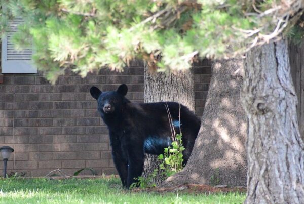 Texans urged to remain ‘bear aware’ after sightings in East Texas