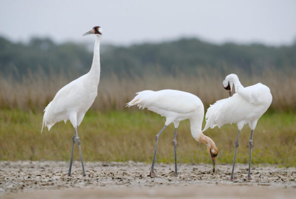 Where Texas birders can spot sandhill cranes – and possibly whooping cranes – this winter