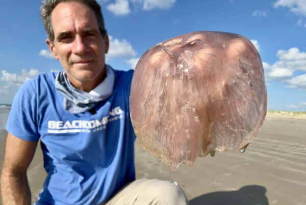 ‘A once-in-a-lifetime thing’: Rare ‘pink meanie’ jellyfish descend upon Texas shores