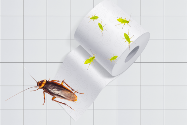 Everything you ever wanted – or never wanted – to know about insect poop habits