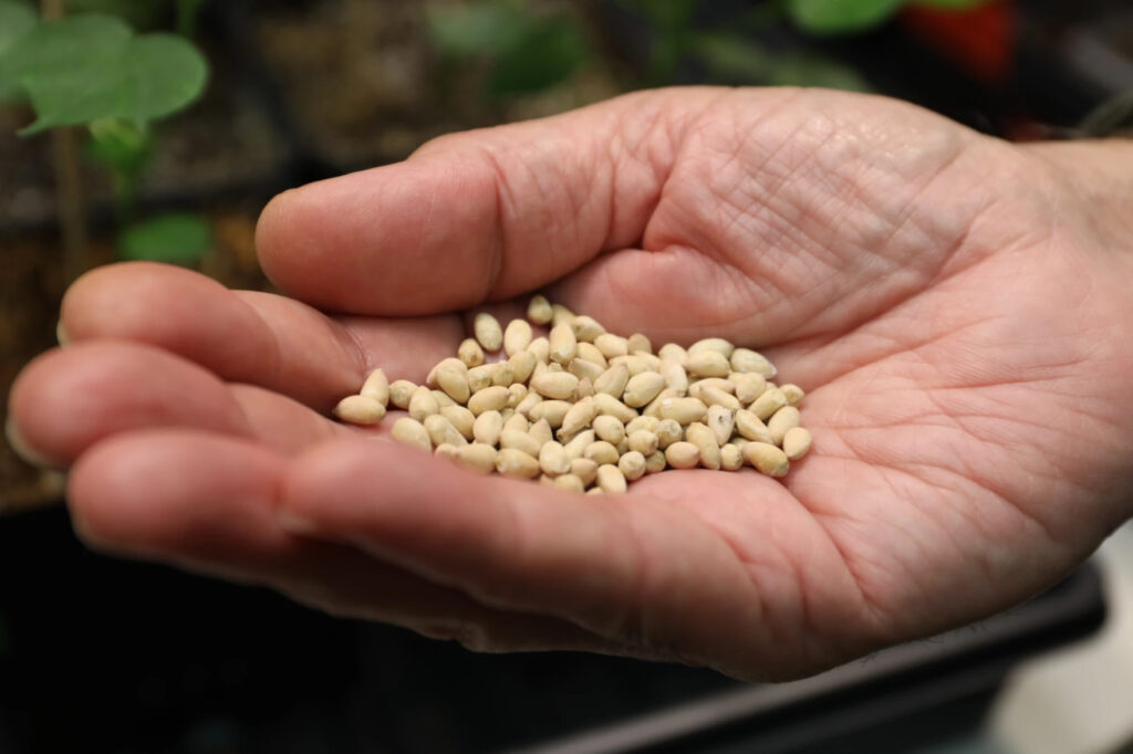 A Texas A&M researcher spent 30 years making edible cottonseed. Will anyone ever grow it?