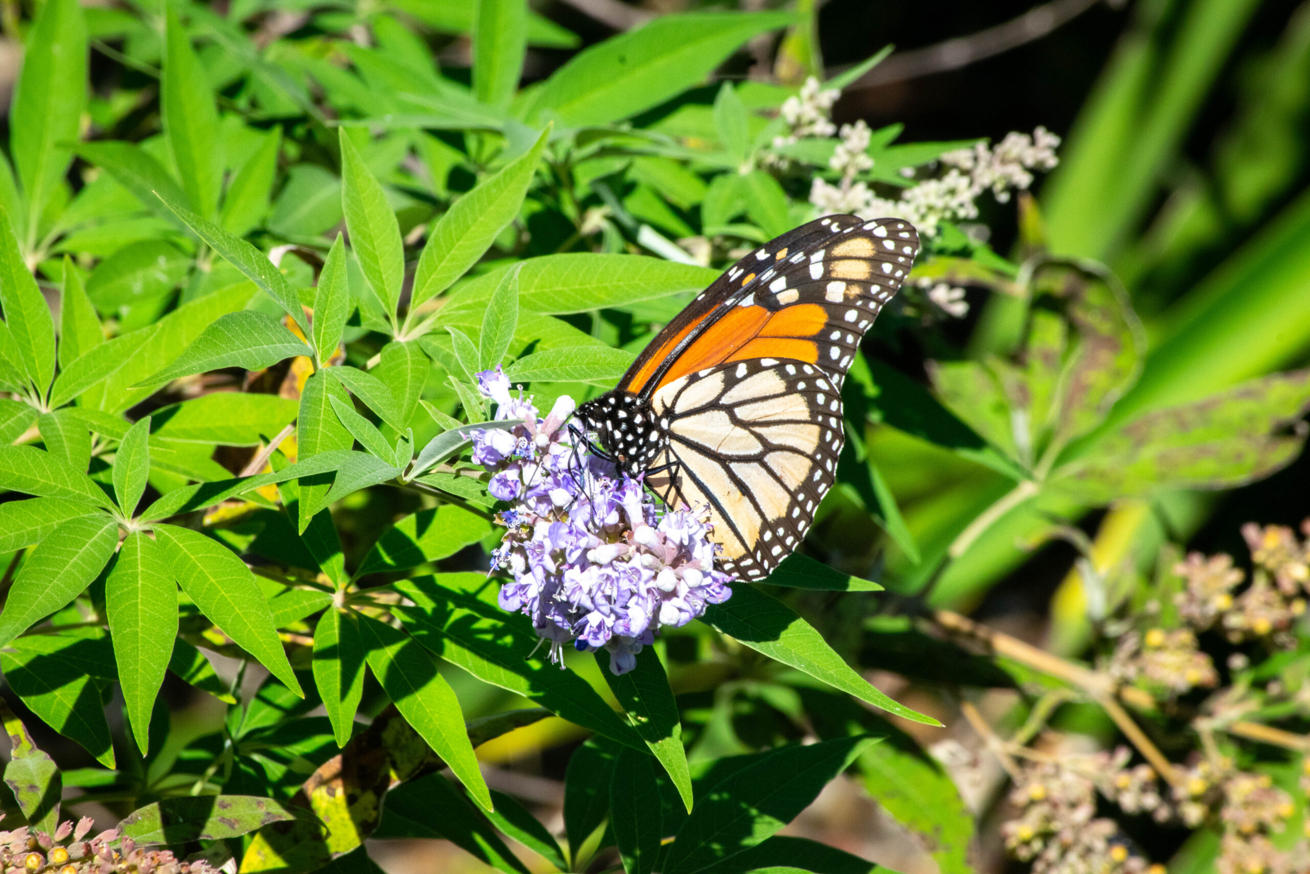 Researchers look to make Texas highways safer for migrating monarch butterflies