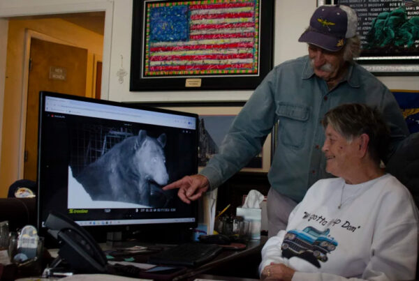 Black bear populations are bouncing back. Here’s how these Texas towns are coping