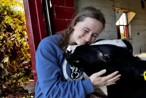 Cow cuddles and farm-churned ice cream are helping Midwest dairies thrive despite low milk prices